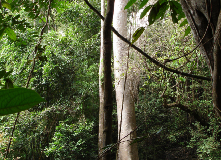 Support the development of Planète Urgence's country strategy in Cambodia